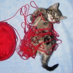Kitten-Yarn