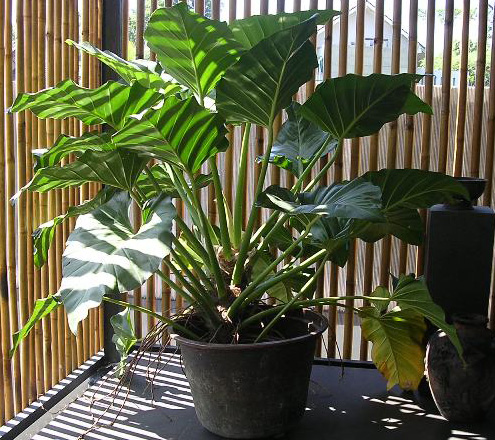 Plant