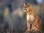 cougar cougar