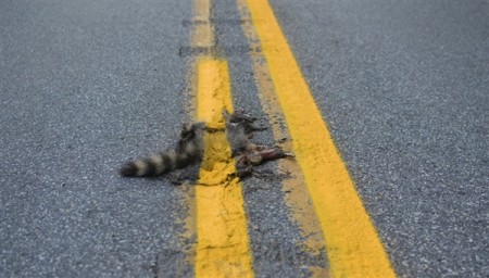 Raccoon Painting