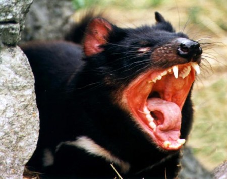 Tasmanian Devil